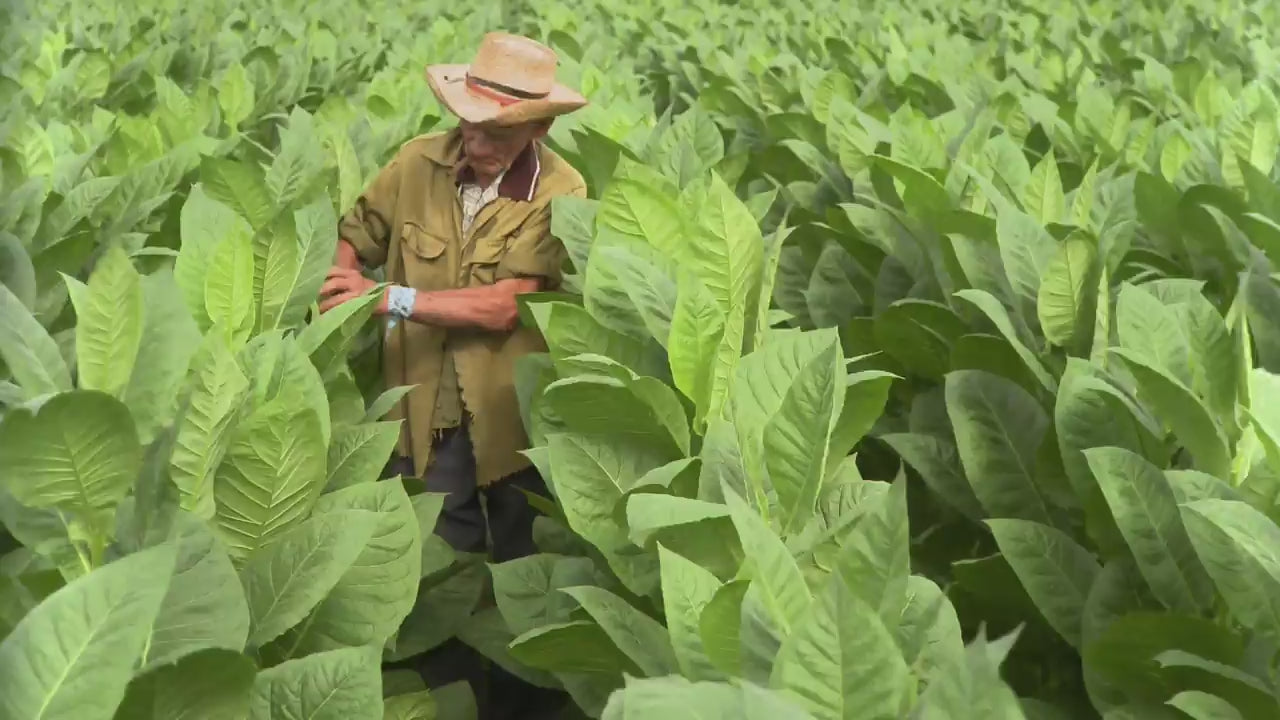 Load video: A close-up of a hand-rolled Cuban cigar being lit, showcasing the rich texture, craftsmanship, and bold flavours of the cigar.